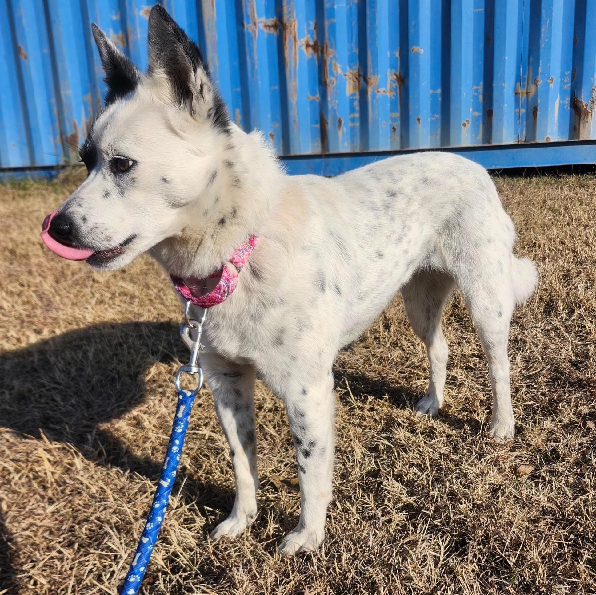 Enlarge ZOOMA, an adopted mixed breed in Weatherford, TX image 3/6