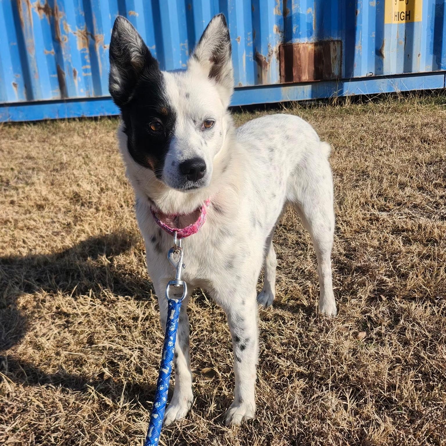 Enlarge ZOOMA, an adopted mixed breed in Weatherford, TX image 1/6