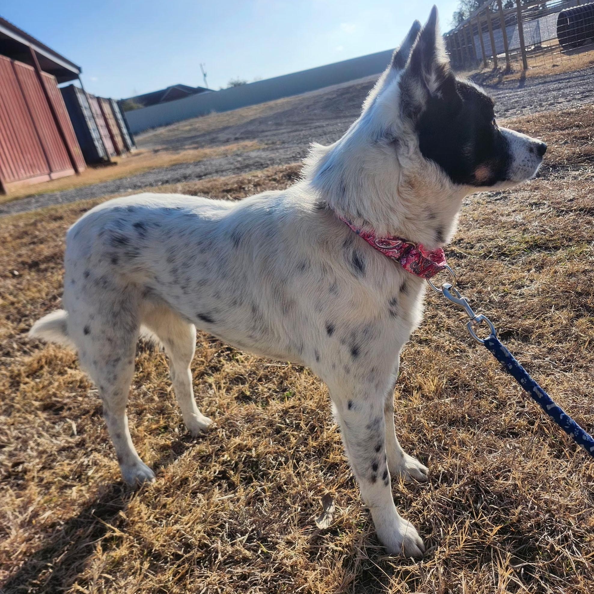 Enlarge ZOOMA, an adopted mixed breed in Weatherford, TX image 5/6