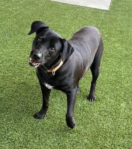Enlarge ELLIE, a Adoptable Labrador Retriever in Baytown, TX image 1/1