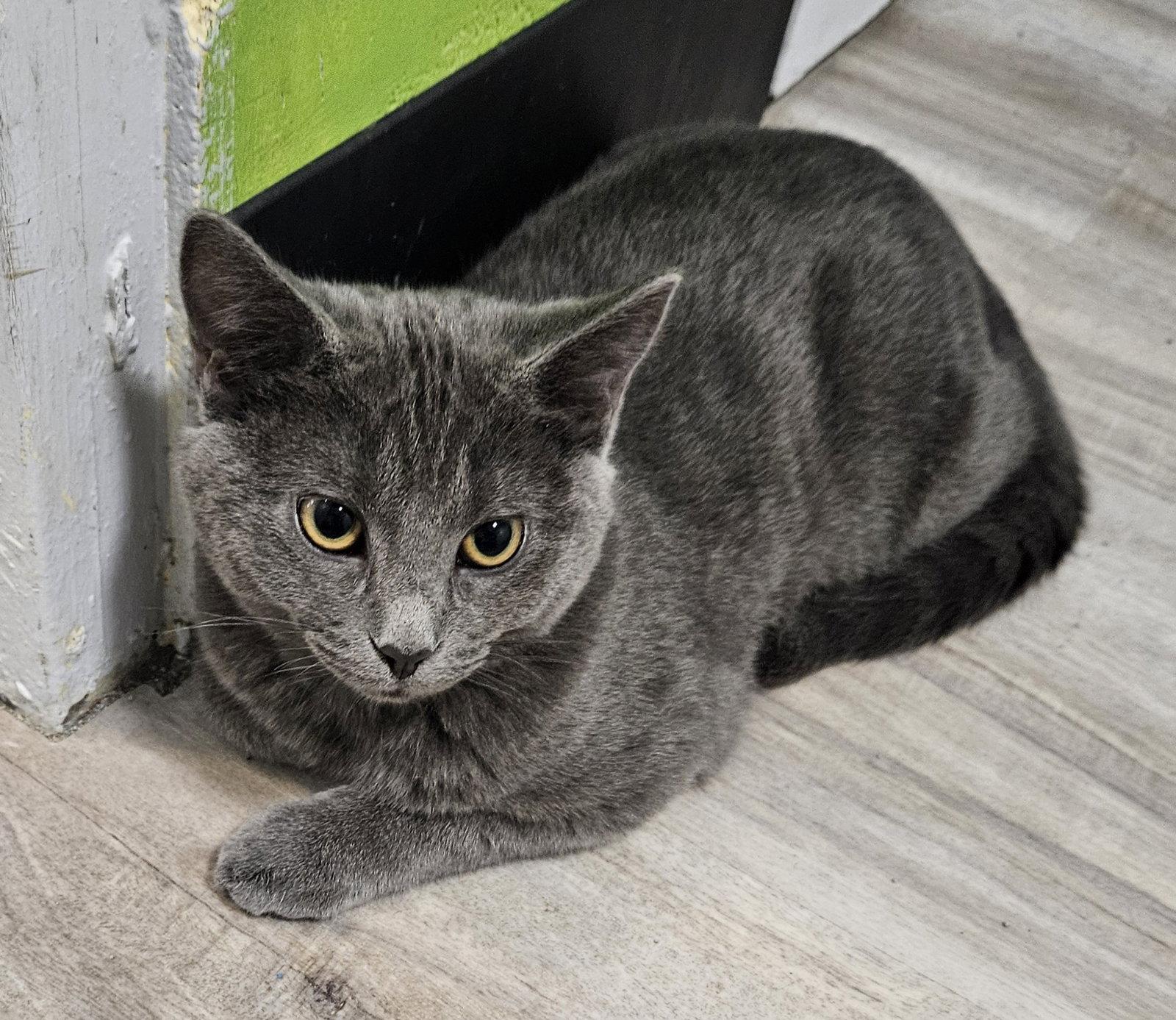 Wilbur, Adopted, Young Male Domestic Short Hair.