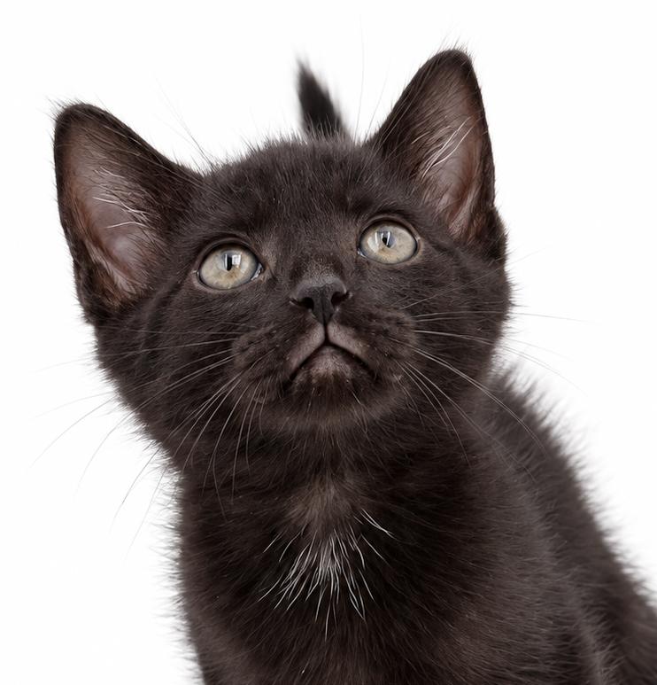 Enlarge Pineapple is our petite licorice princess, a Adoptable mixed breed in Bedford Hills, NY image 3/5