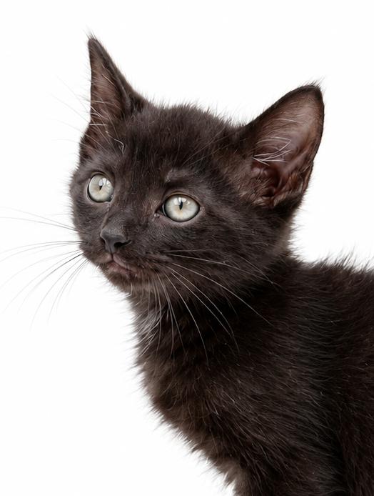 Enlarge Pineapple is our petite licorice princess, a Adoptable mixed breed in Bedford Hills, NY image 5/5