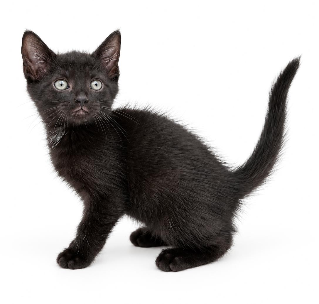 Enlarge Pineapple is our petite licorice princess, a Adoptable mixed breed in Bedford Hills, NY image 2/5