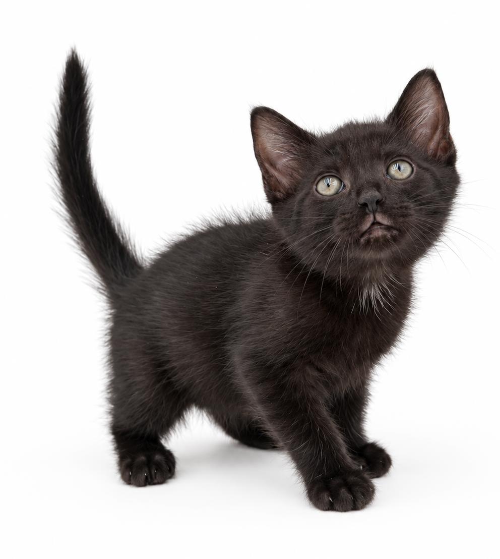 Enlarge Pineapple is our petite licorice princess, a Adoptable mixed breed in Bedford Hills, NY image 4/5