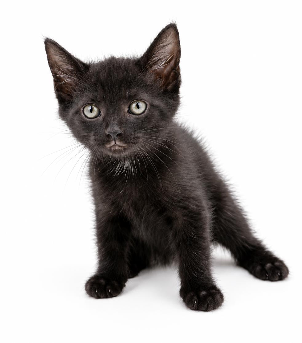 Enlarge Pineapple is our petite licorice princess, a Adoptable mixed breed in Bedford Hills, NY image 1/5