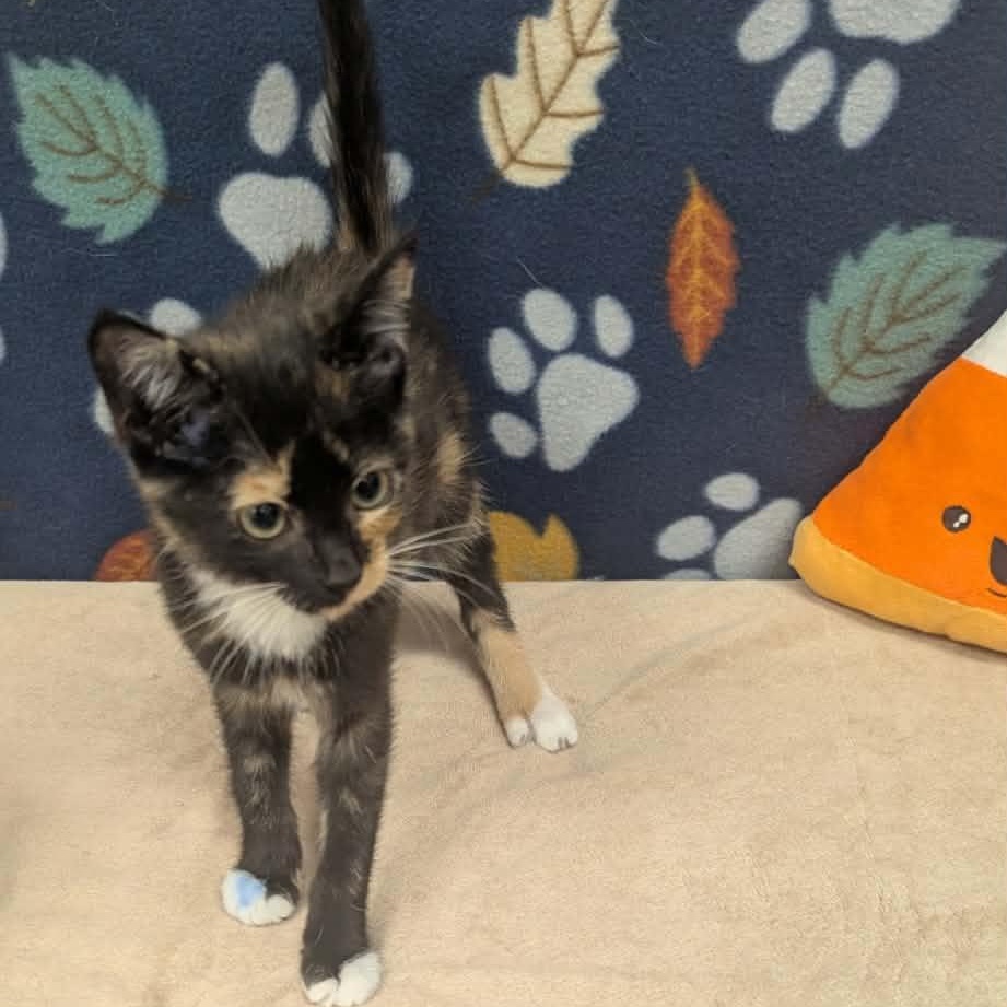 Enlarge Bubbles, a Adoptable Domestic Short Hair in Logan, OH image 1/1