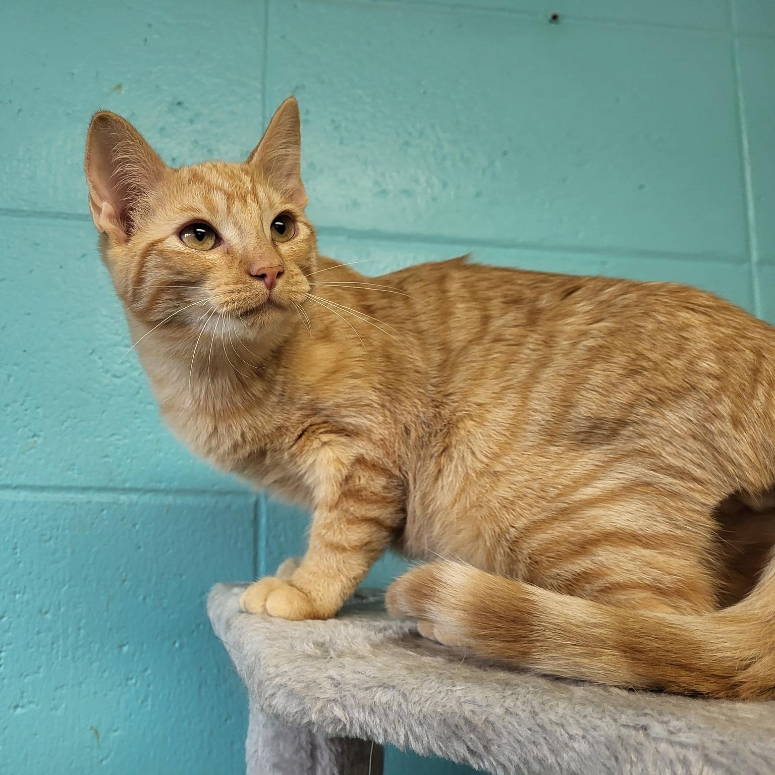 Enlarge Kennedy, a Adoptable Domestic Short Hair in Chilton, WI image 1/5