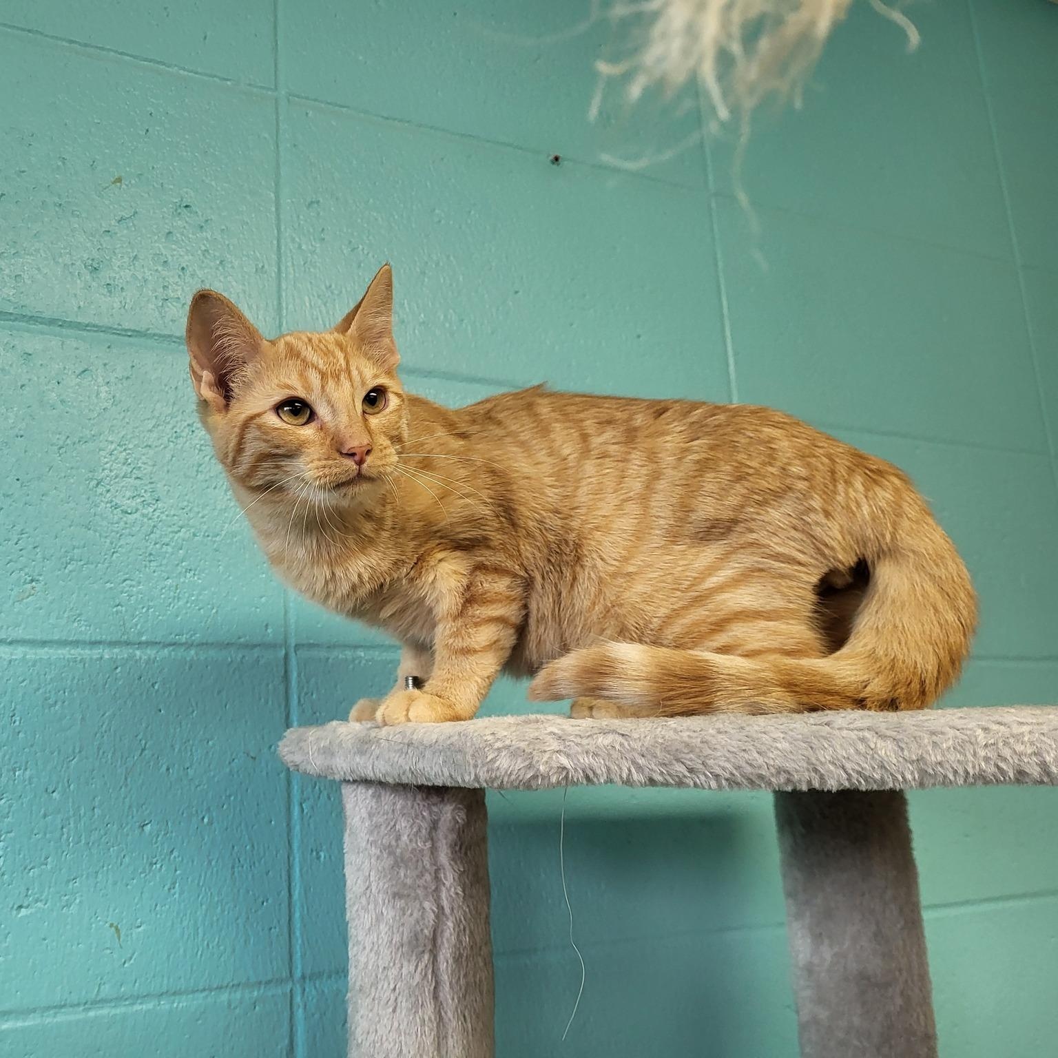 Enlarge Kennedy, a Adoptable Domestic Short Hair in Chilton, WI image 2/5