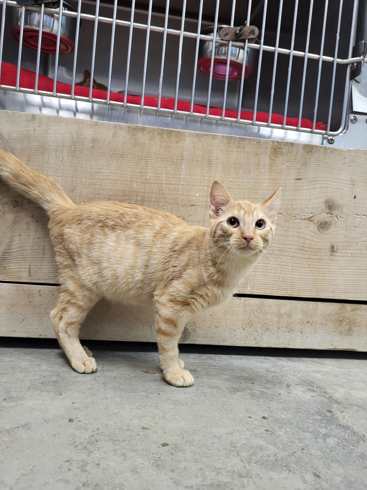 Enlarge Kennedy, a Adoptable Domestic Short Hair in Chilton, WI image 3/5