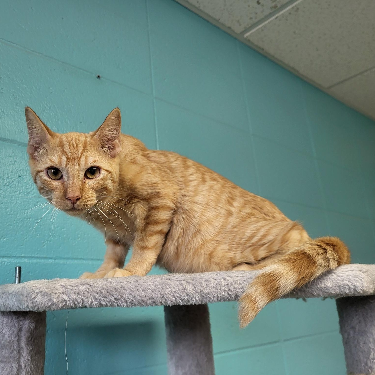 Enlarge Kennedy, a Adoptable Domestic Short Hair in Chilton, WI image 4/5