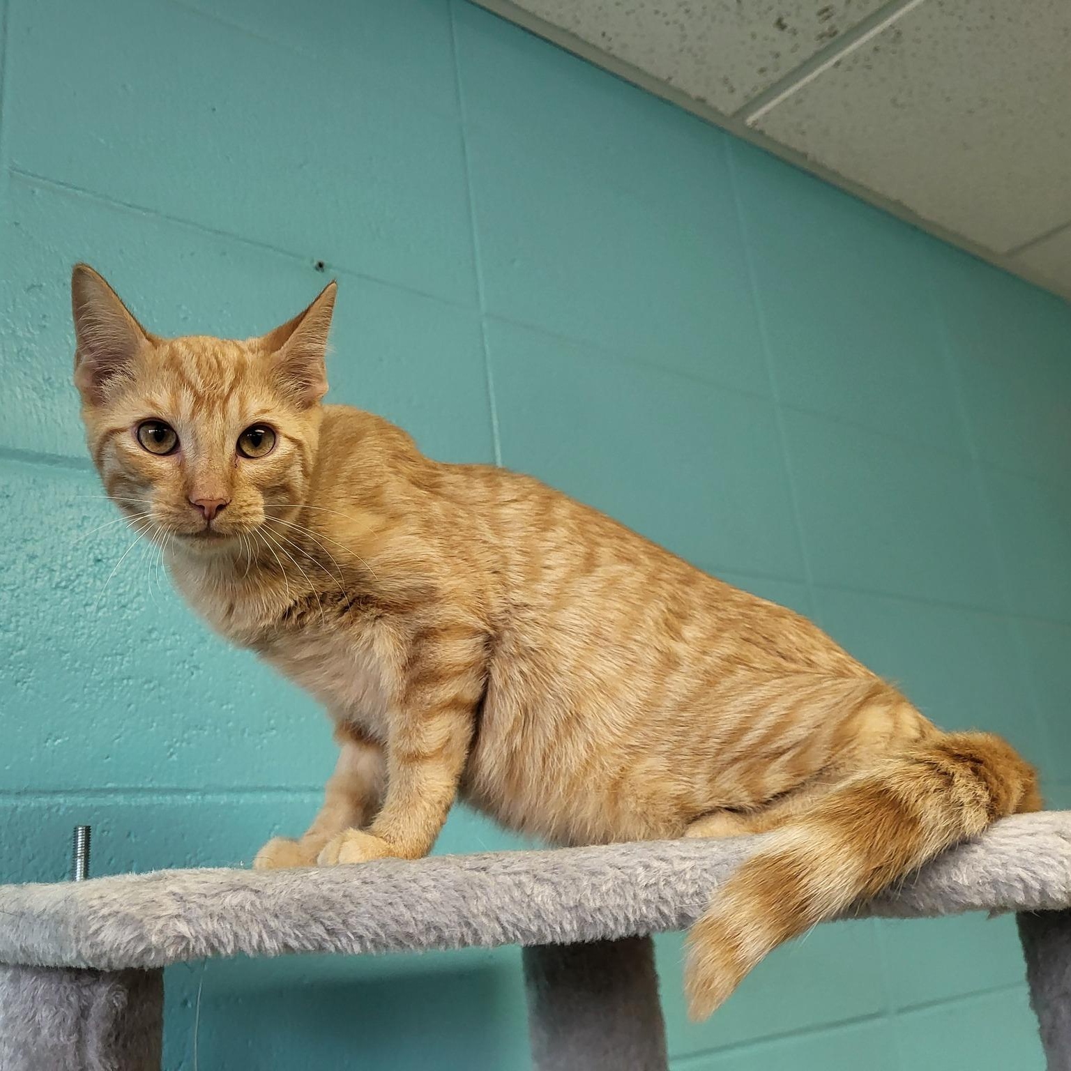 Enlarge Kennedy, a Adoptable Domestic Short Hair in Chilton, WI image 5/5