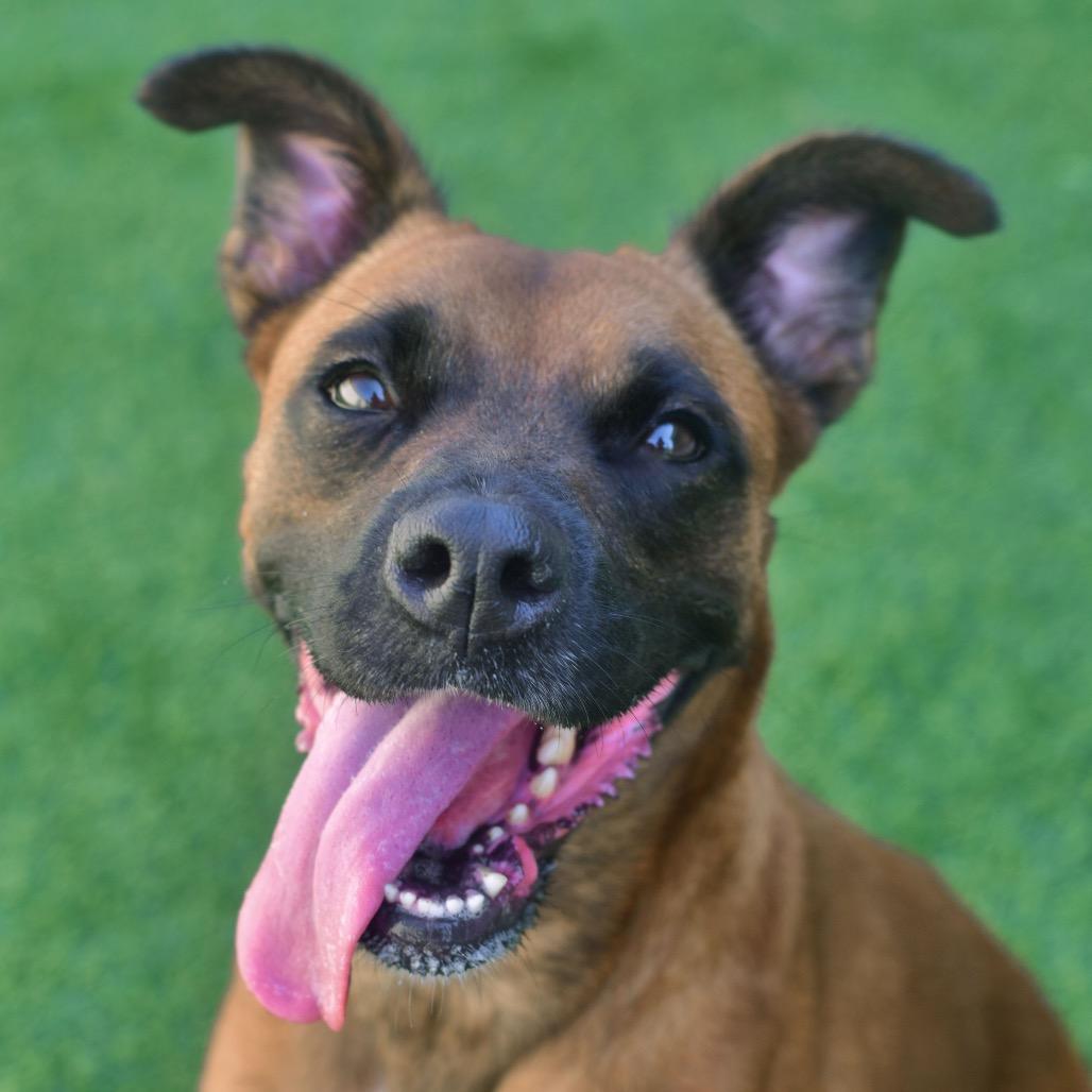 Enlarge Fergie, a Adoptable mixed breed in Ottawa, KS image 1/2