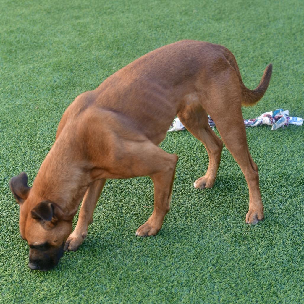 Enlarge Fergie, a Adoptable mixed breed in Ottawa, KS image 2/2