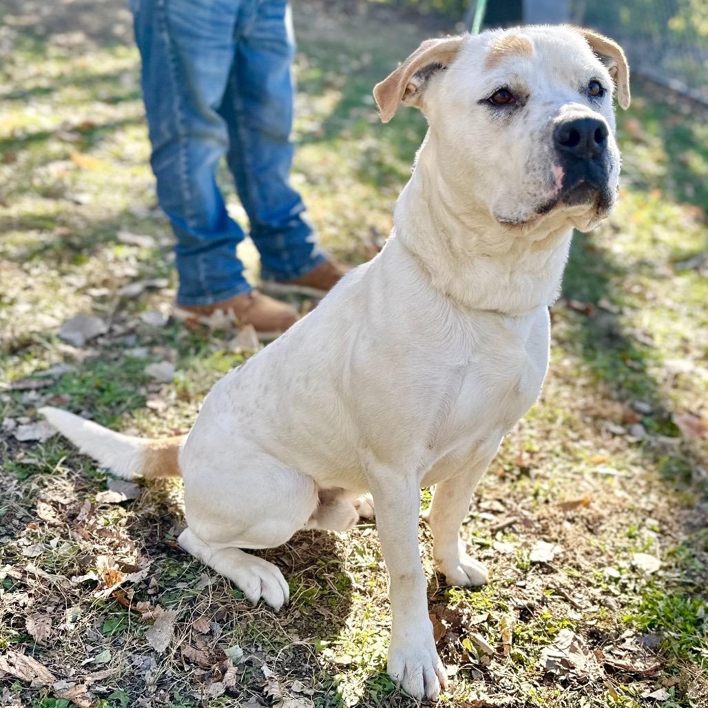 Enlarge Jose, a Adoptable mixed breed in Warrensburg, MO image 1/3