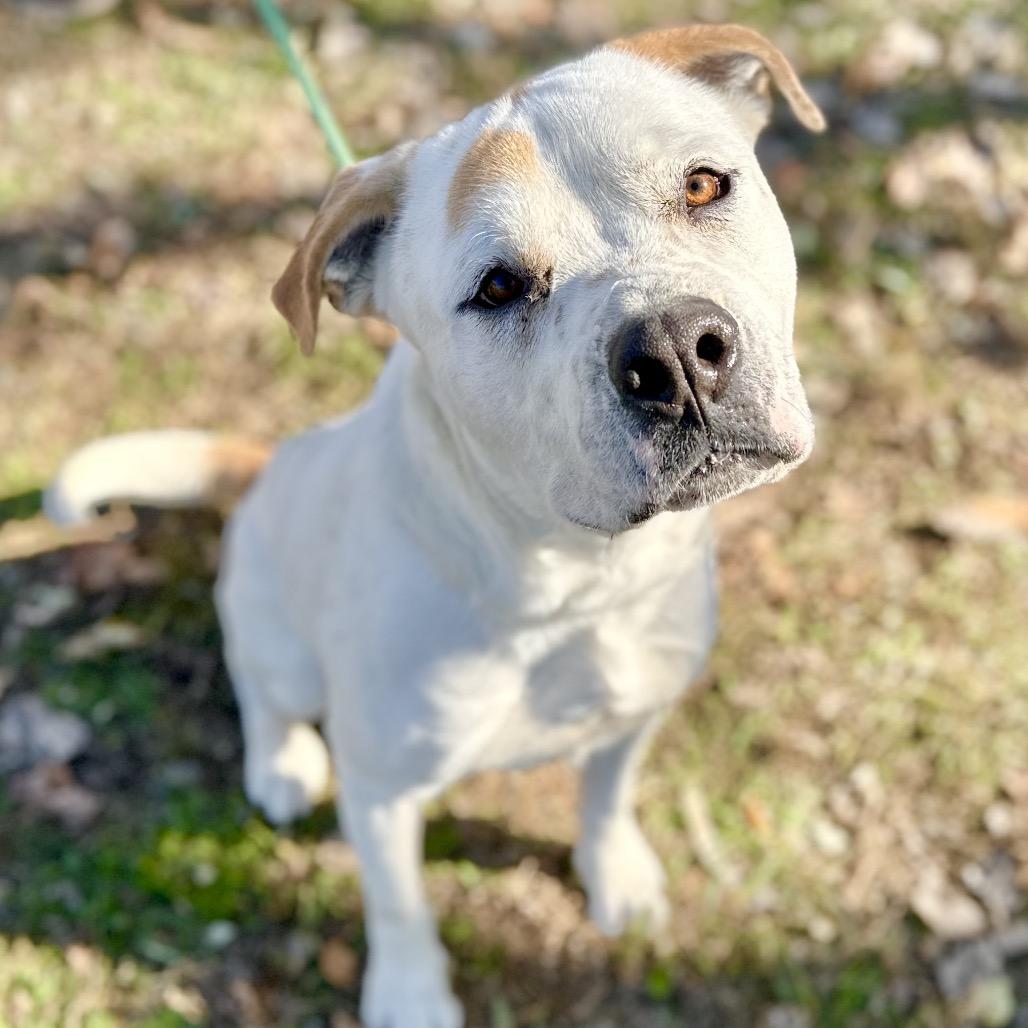 Enlarge Jose, a Adoptable mixed breed in Warrensburg, MO image 2/3