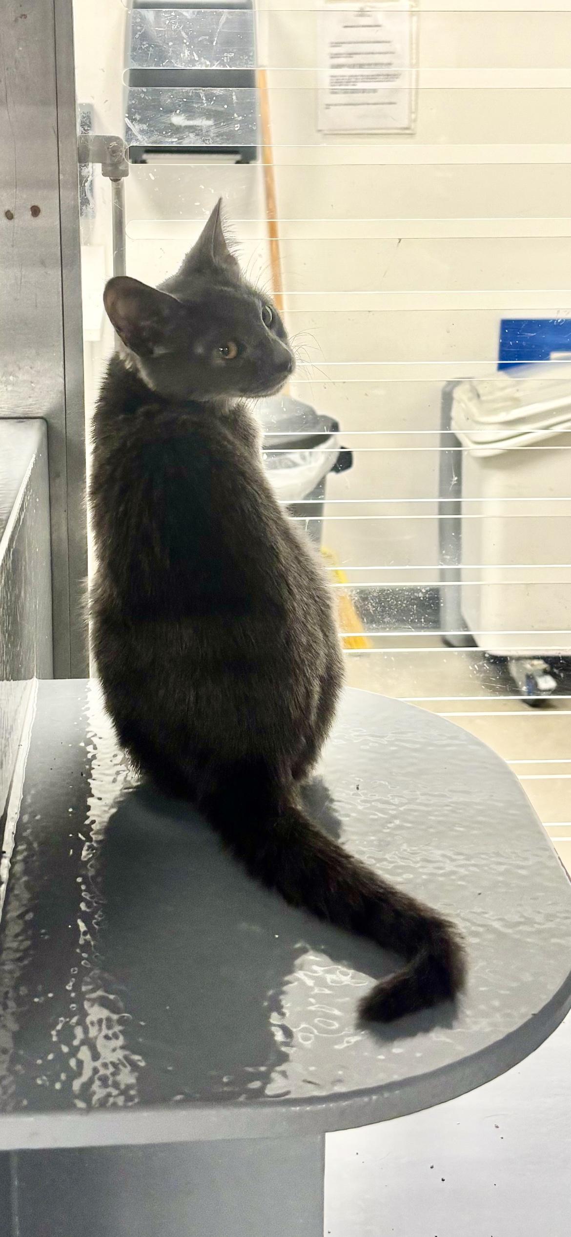 Betsy, Adopted, Young Female Domestic Short Hair.