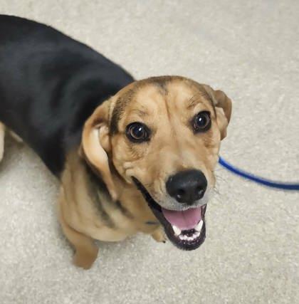 Krillin, Adoptable, Young Male Mixed Breed & Mixed Breed.