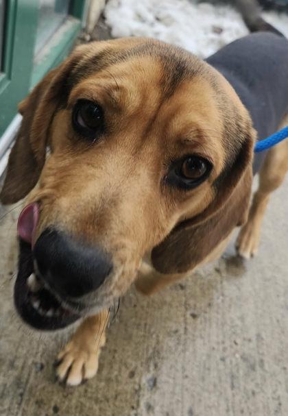 Enlarge Krillin, a Adoptable mixed breed in Munster, IN image 2/2