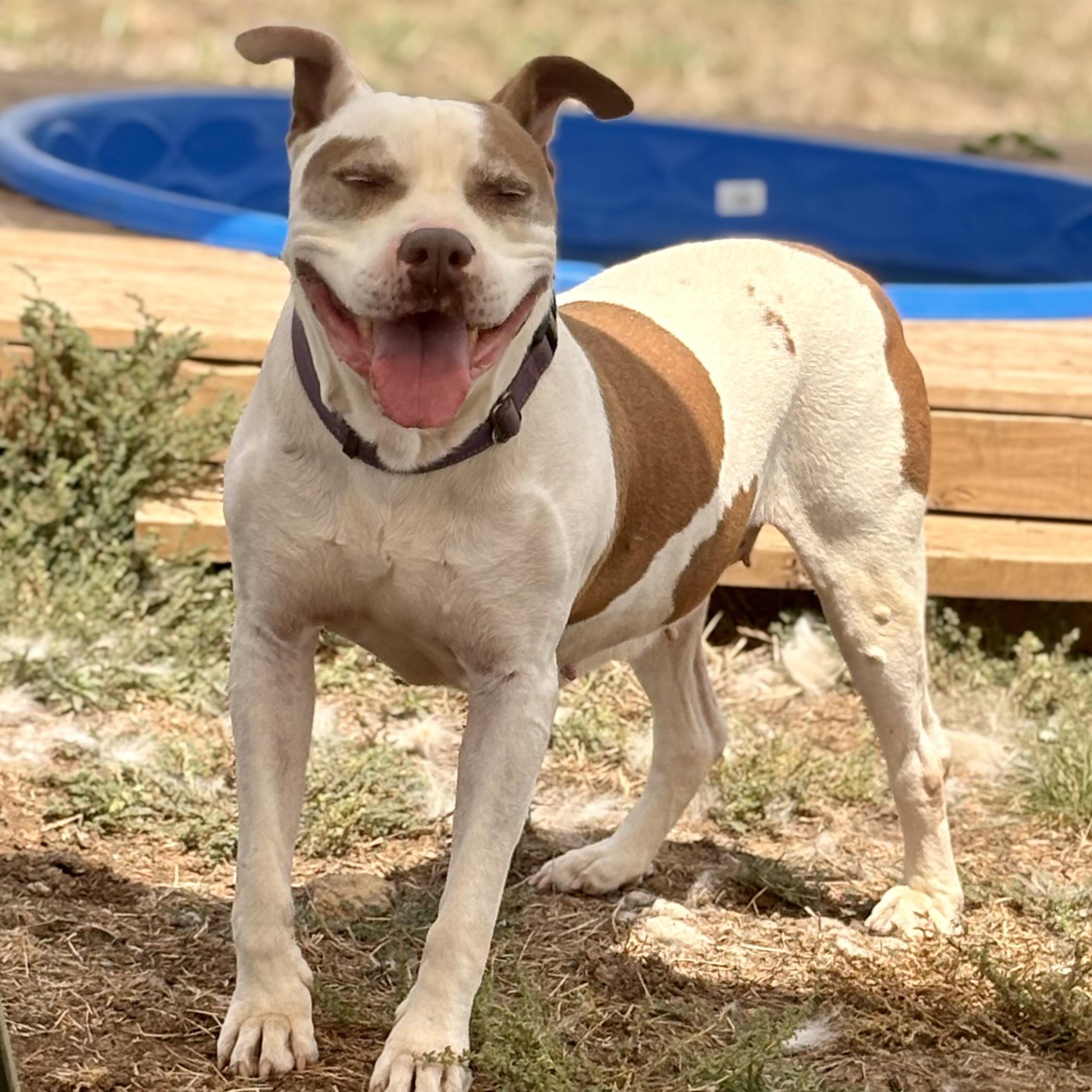 Enlarge *Savannah, a Adoptable Pit Bull Terrier in Justin, TX image 1/6