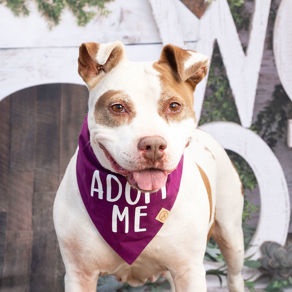 Enlarge *Savannah, a Adoptable Pit Bull Terrier in Justin, TX image 2/6