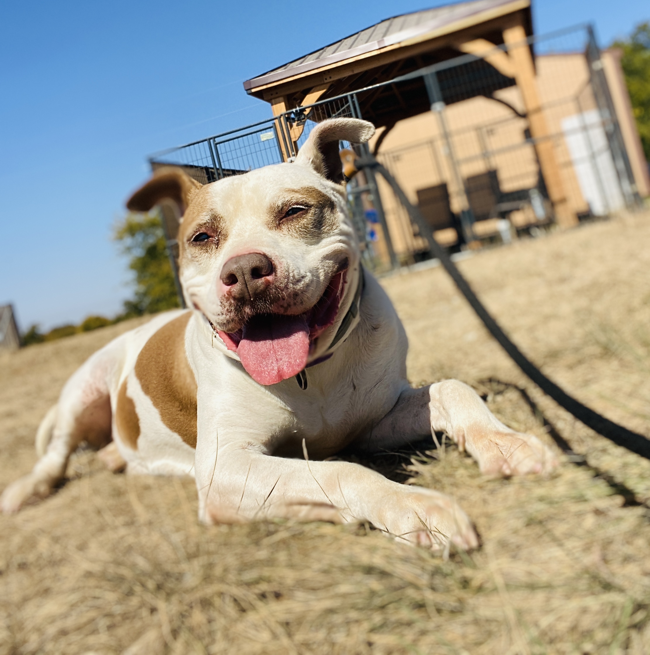 Enlarge *Savannah, a Adoptable Pit Bull Terrier in Justin, TX image 3/6