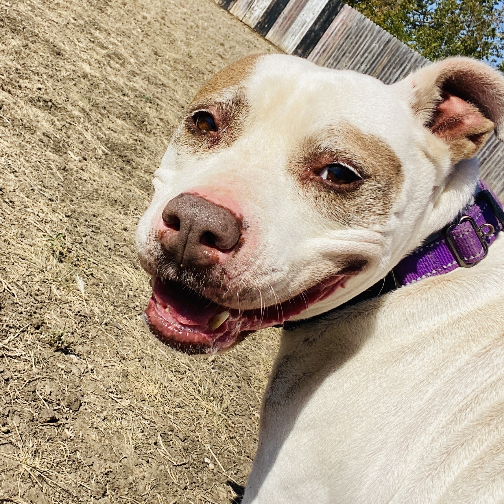 Enlarge *Savannah, a Adoptable Pit Bull Terrier in Justin, TX image 4/6
