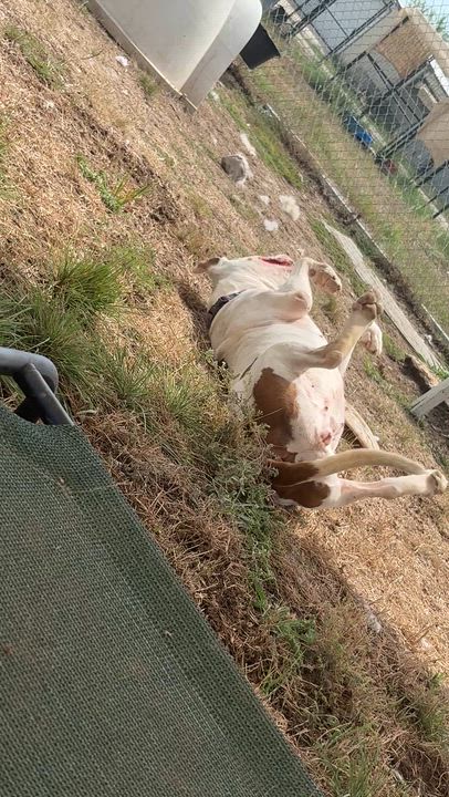 Enlarge *Savannah, a Adoptable Pit Bull Terrier in Justin, TX video 6/6