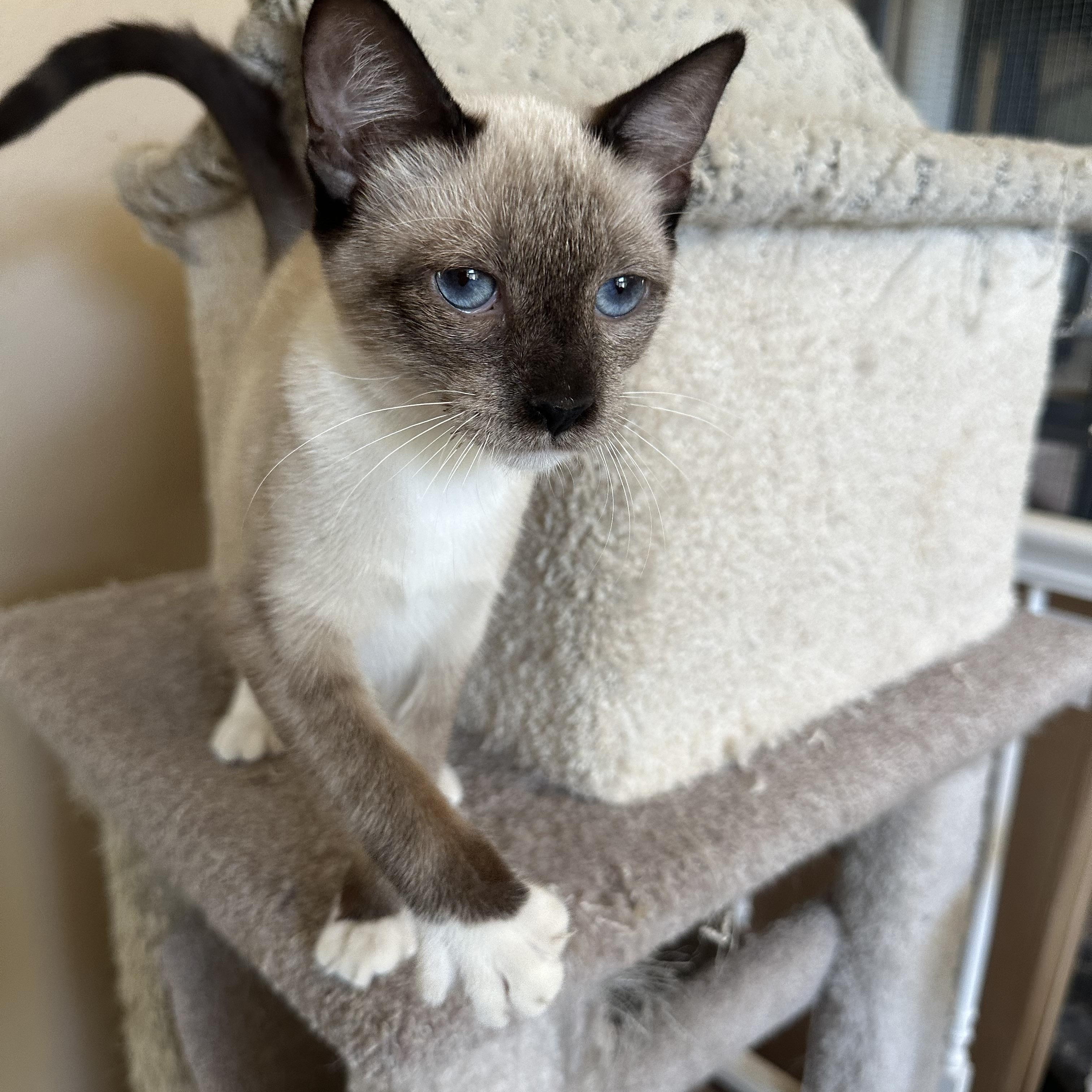 Jackie’s Chocolate Point