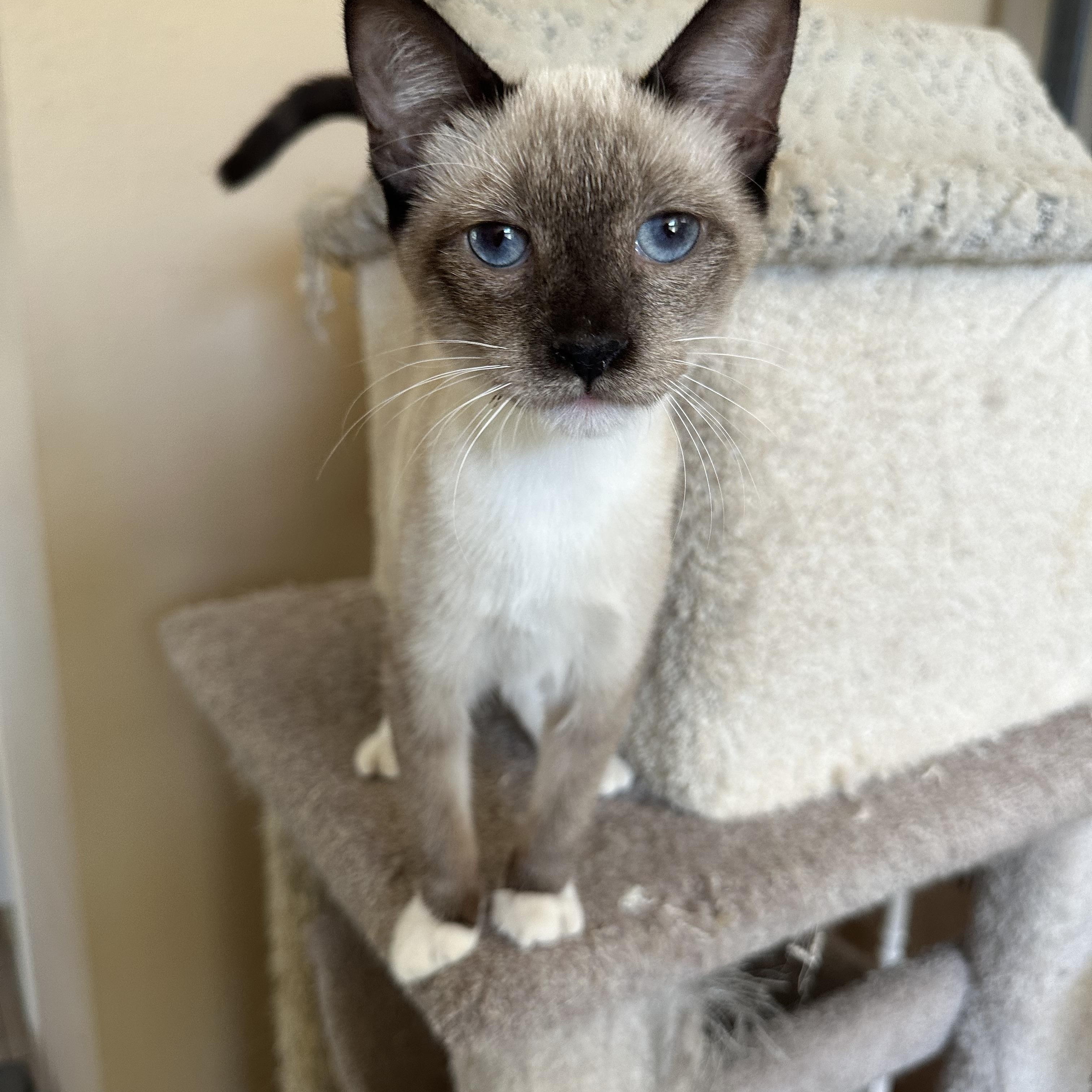 Jackie’s Chocolate Point