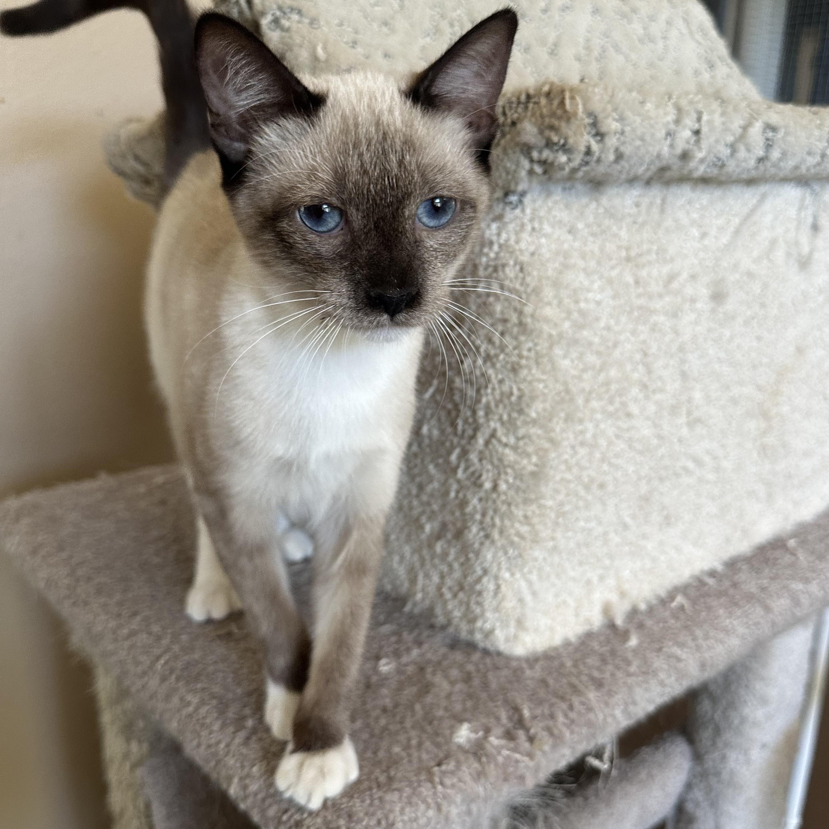 Jackie’s Chocolate Point 5