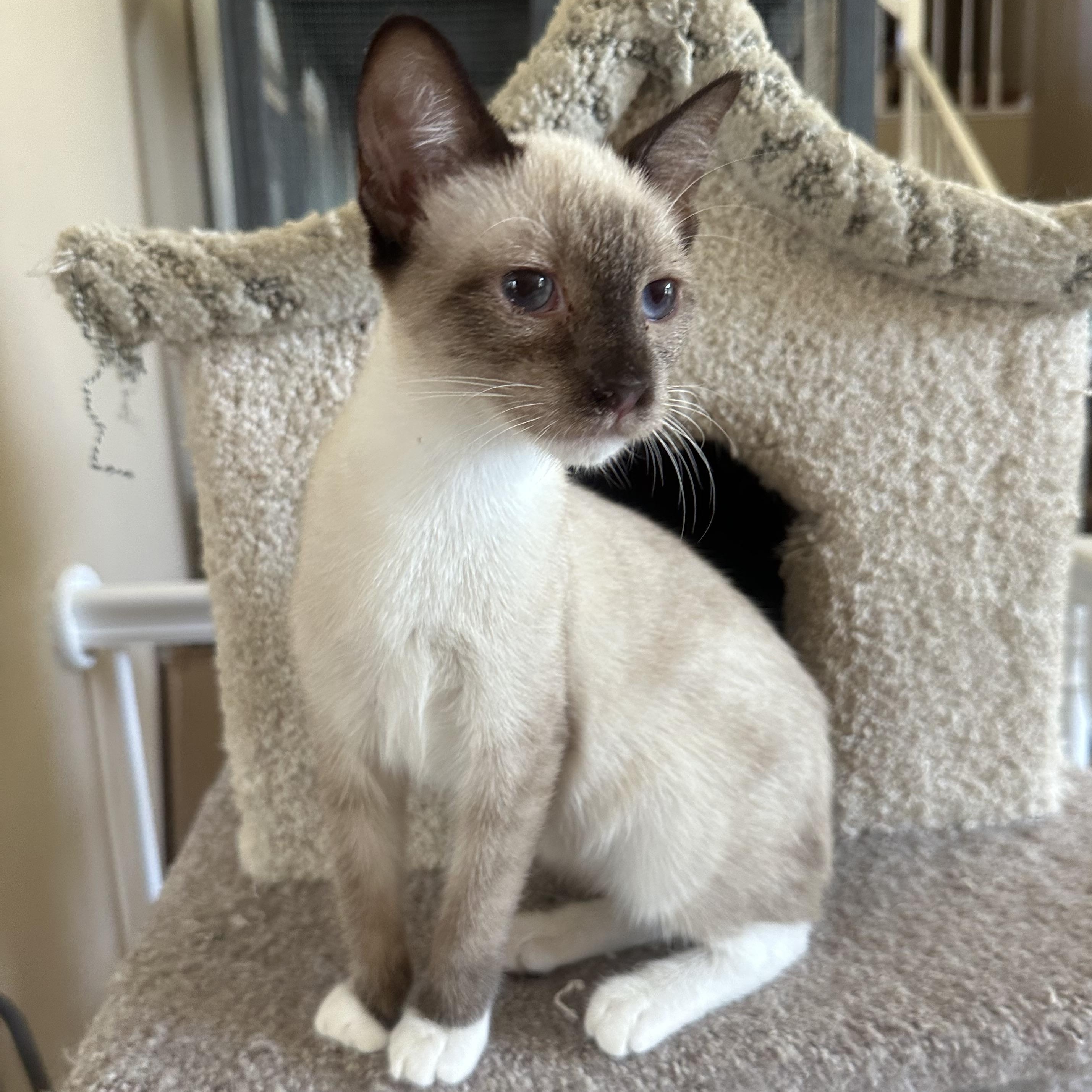 Jackie’s Chocolate Point