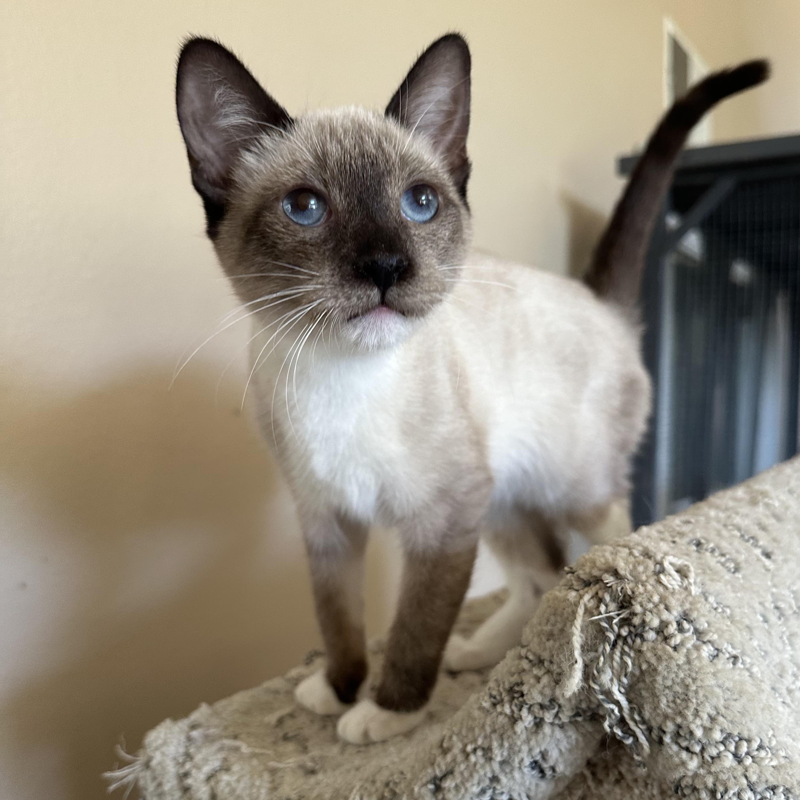 Jackie’s Chocolate Point 4