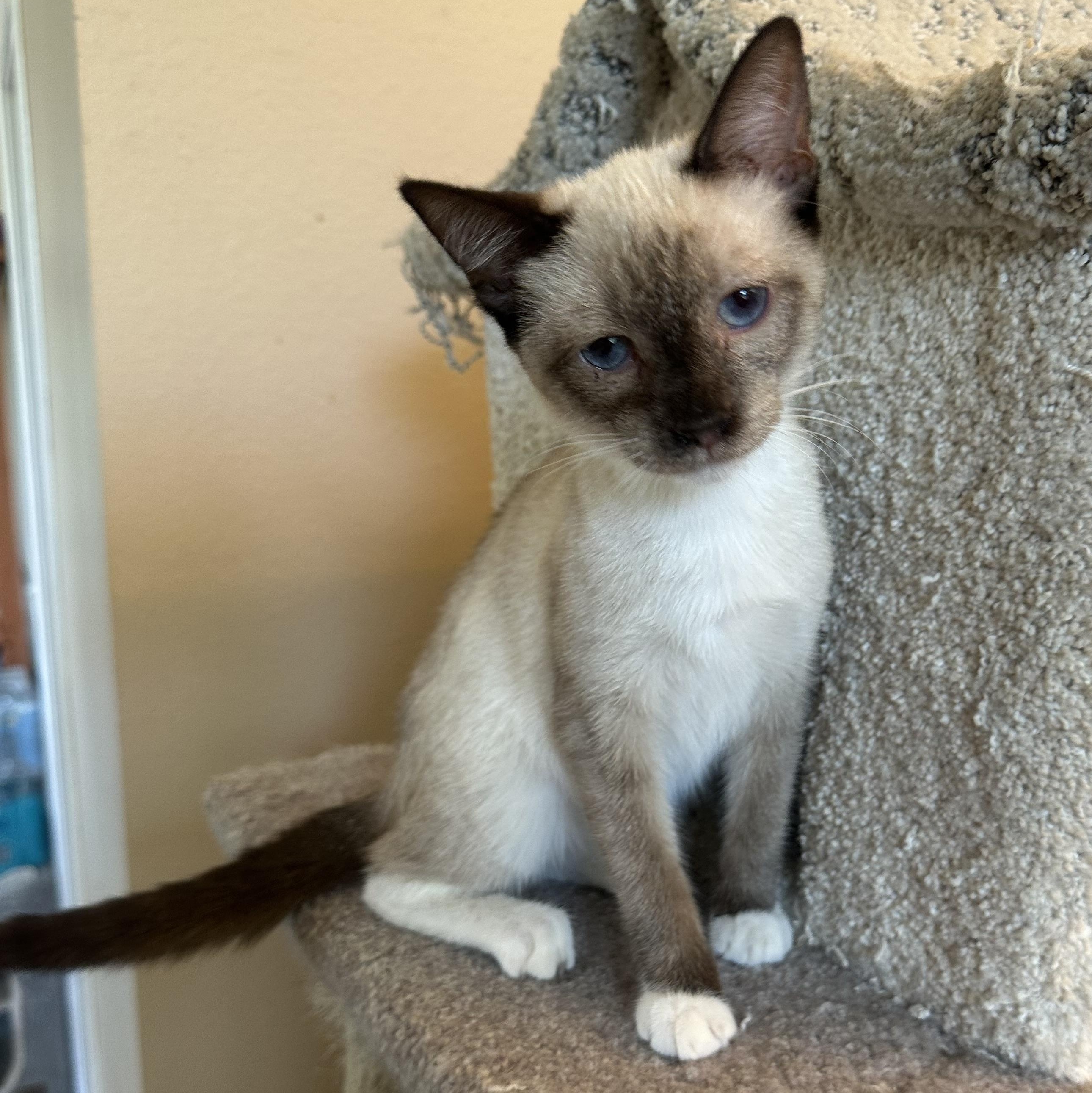 Jackie’s Chocolate Point 3