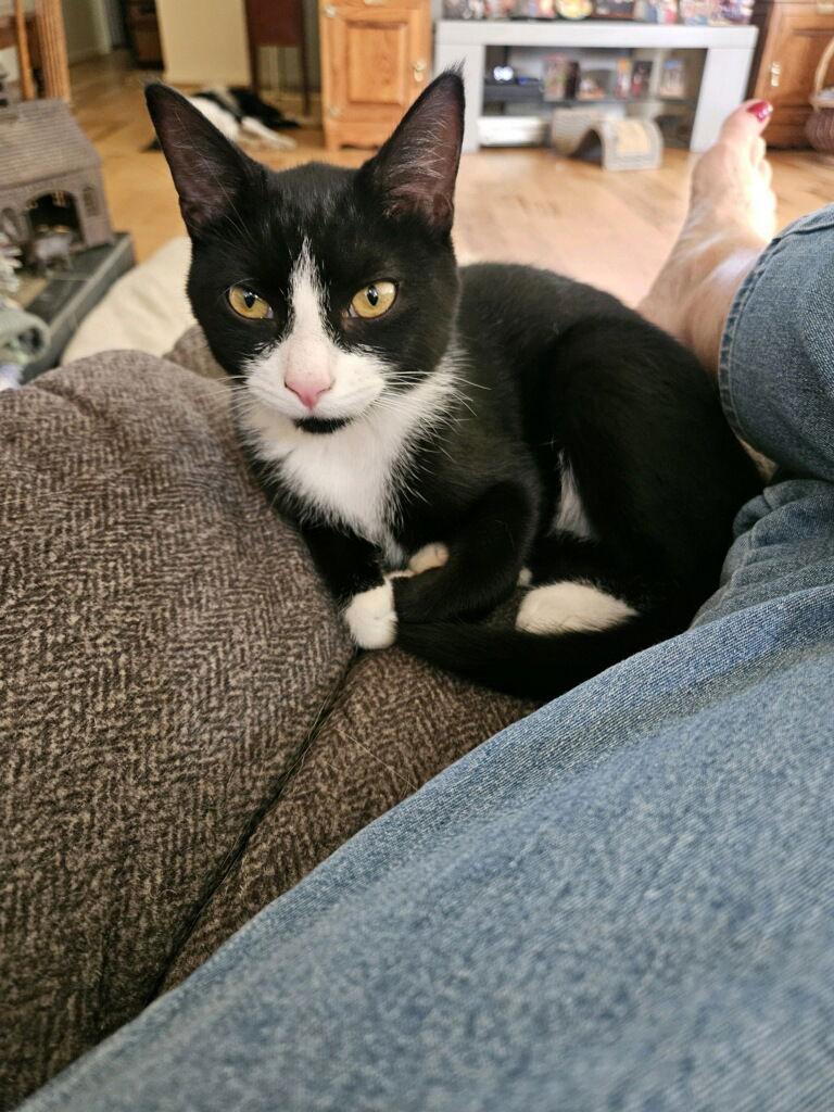 Bany, a Adoptable Domestic Short Hair in Attalla, AL image 1/3