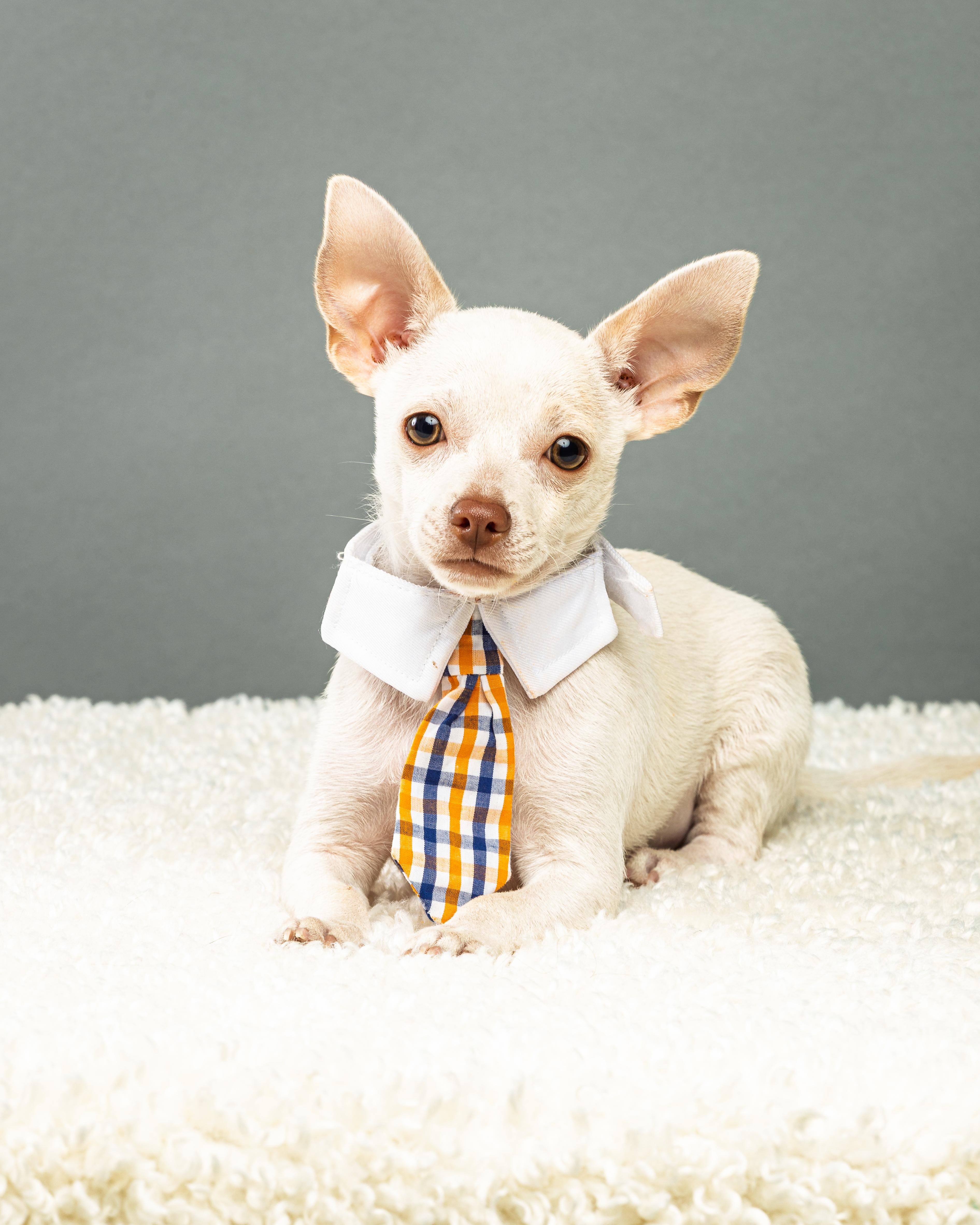 Enlarge Gilligan - Puppy, a Adopted Chihuahua in Plano, TX image 1/6