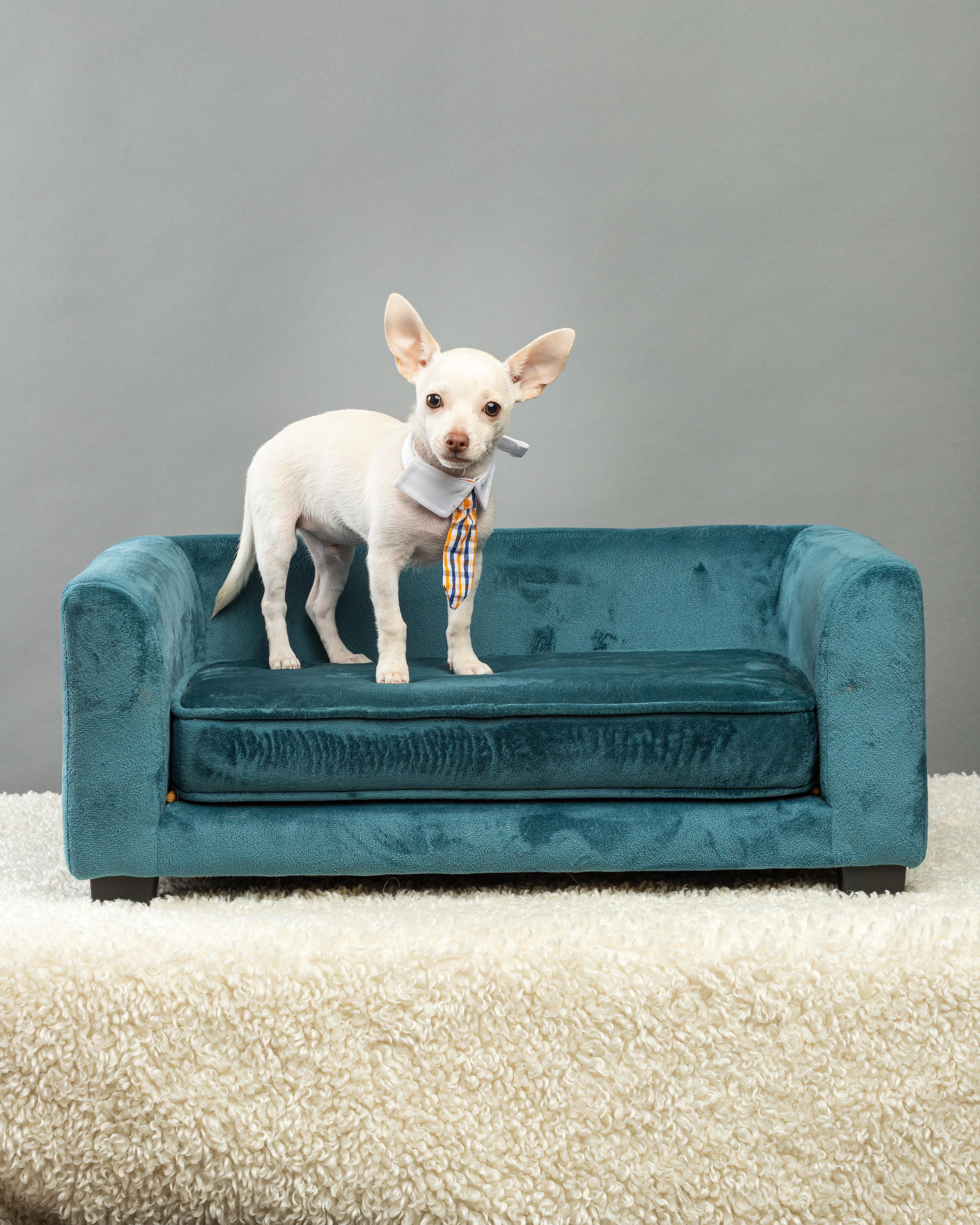 Enlarge Gilligan - Puppy, a Adopted Chihuahua in Plano, TX image 5/6