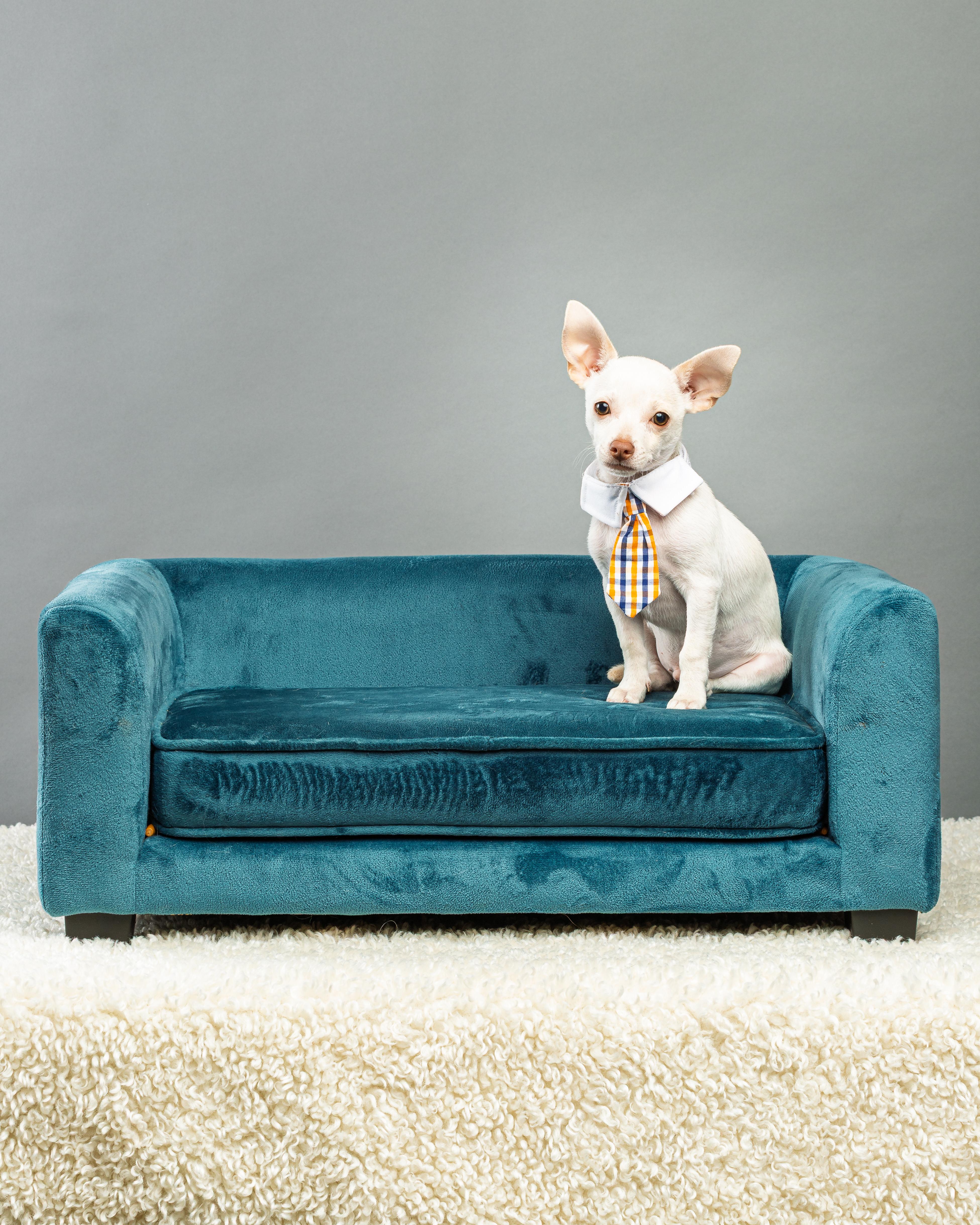 Enlarge Gilligan - Puppy, a Adopted Chihuahua in Plano, TX image 6/6