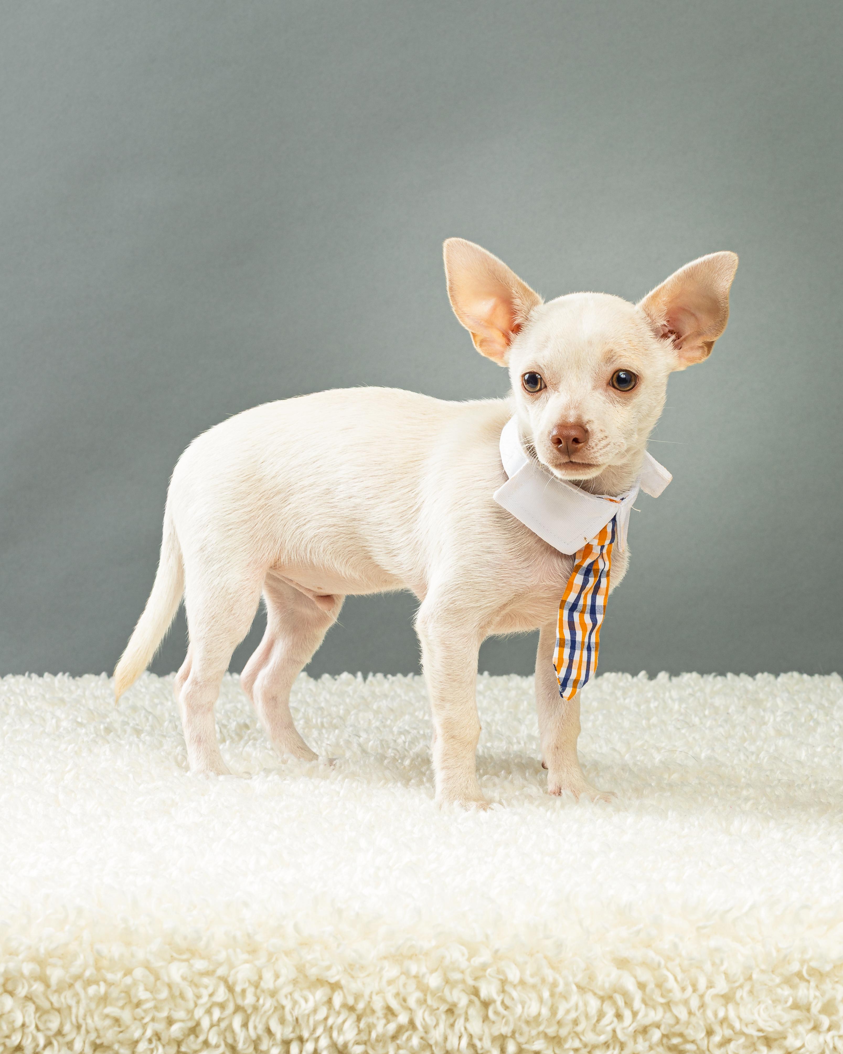 Enlarge Gilligan - Puppy, a Adopted Chihuahua in Plano, TX image 3/6