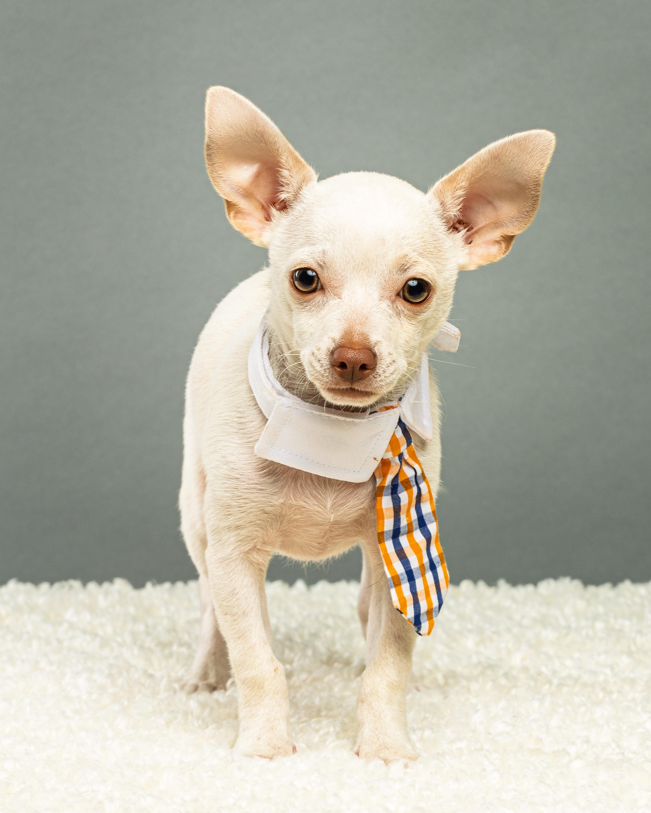 Enlarge Gilligan - Puppy, a Adopted Chihuahua in Plano, TX image 4/6