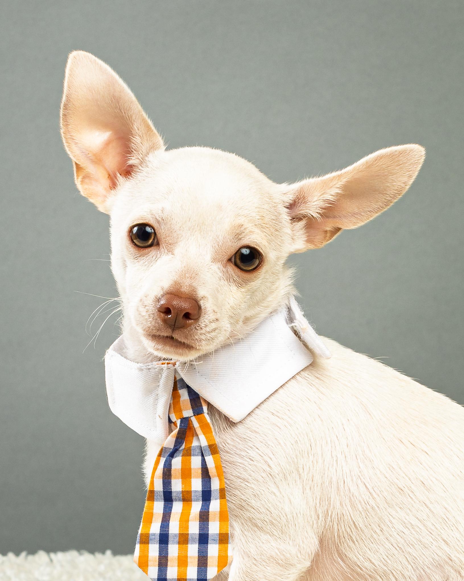 Enlarge Gilligan - Puppy, a Adopted Chihuahua in Plano, TX image 2/6