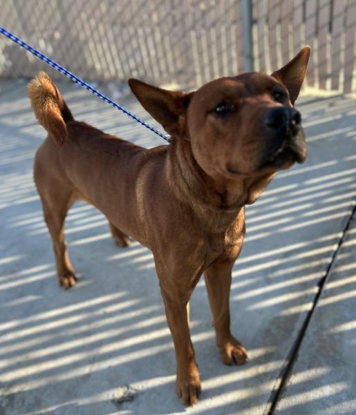 Red #0519 (406), ADOPTABLE, Adult Male Chow Chow & Shepherd.