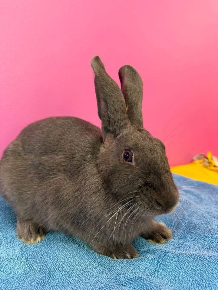 Enlarge Ezra, a Adoptable New Zealand in St. Charles, MO image 1/4