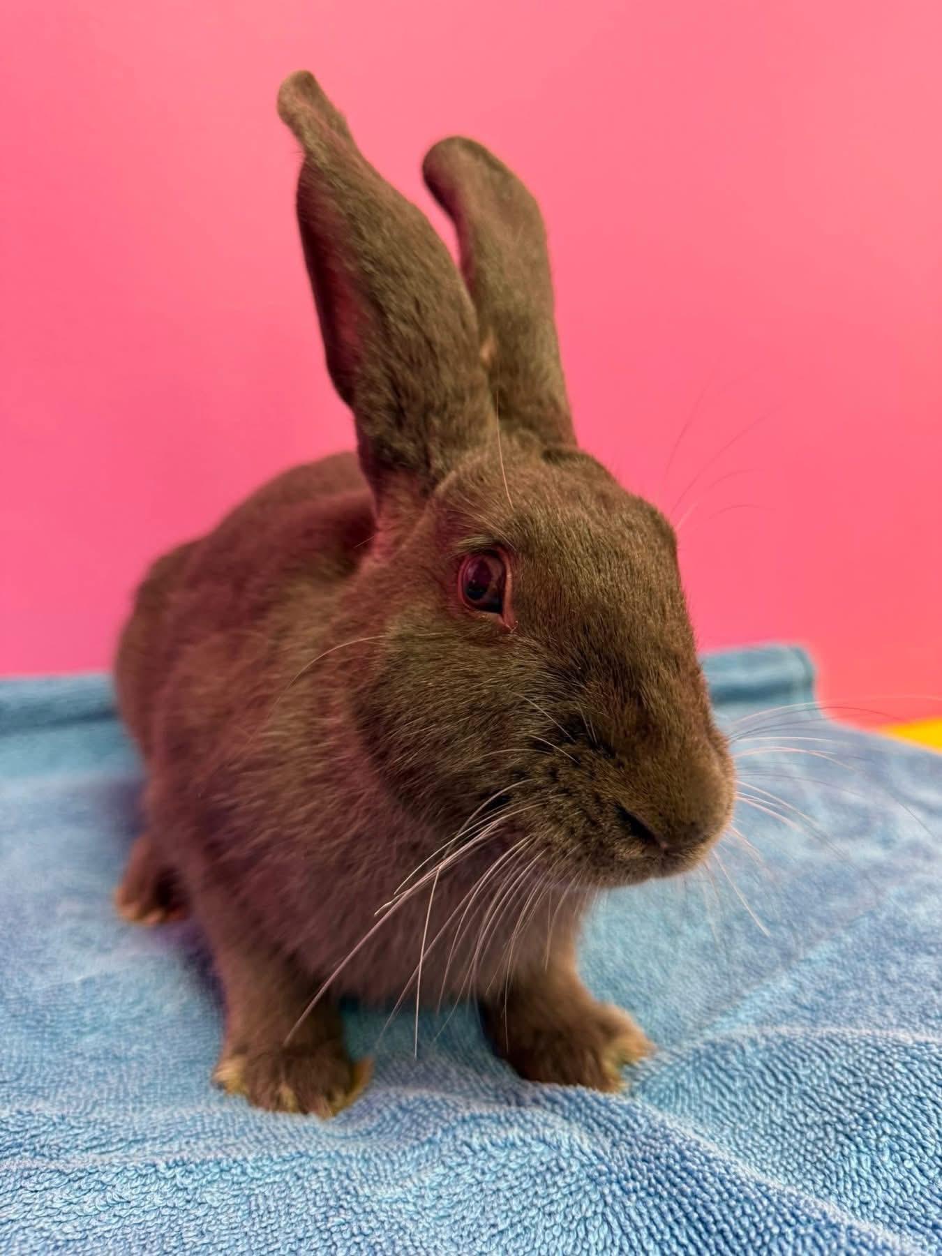 Enlarge Ezra, a Adoptable New Zealand in St. Charles, MO image 2/4