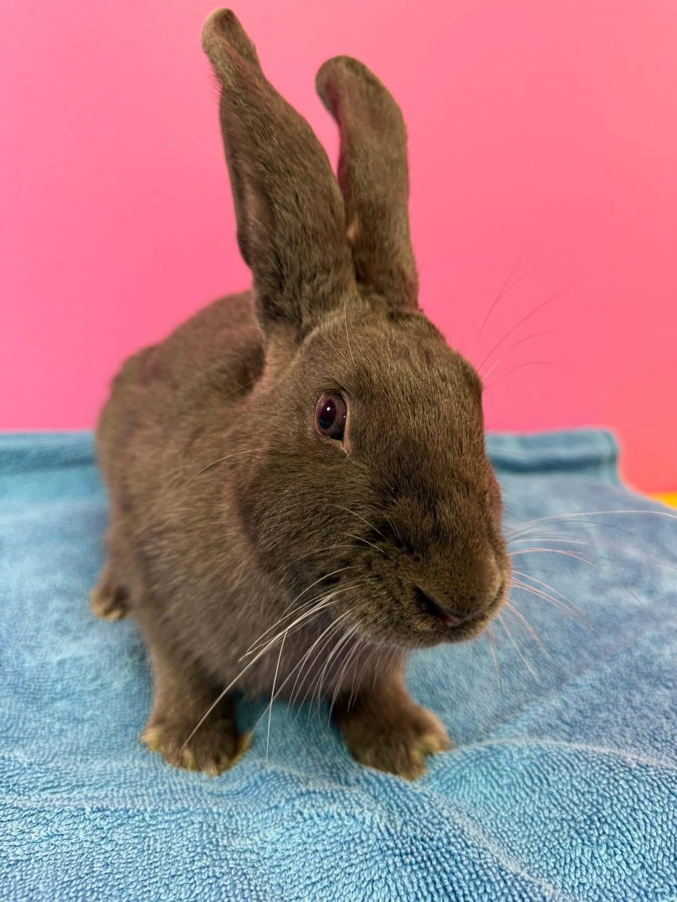 Enlarge Ezra, a Adoptable New Zealand in St. Charles, MO image 3/4