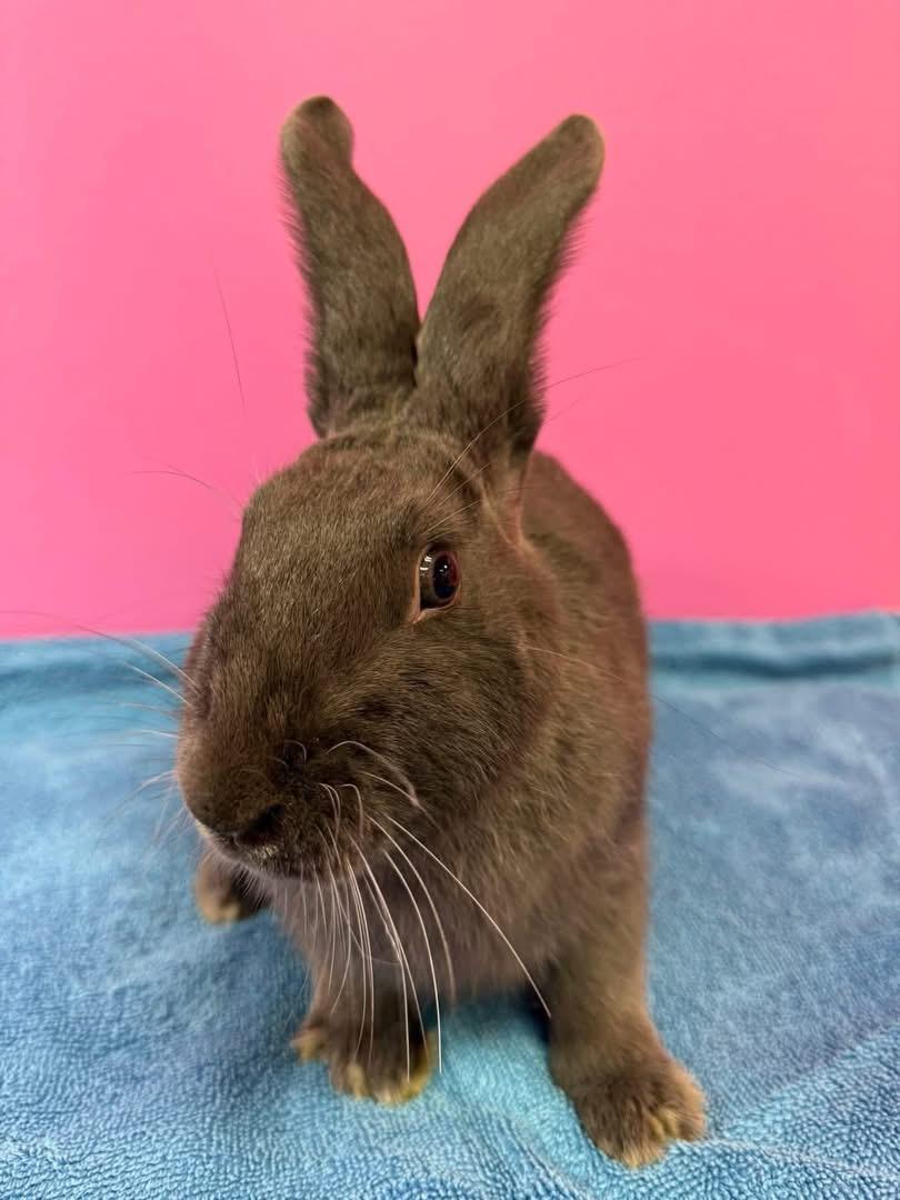 Enlarge Ezra, a Adoptable New Zealand in St. Charles, MO image 4/4