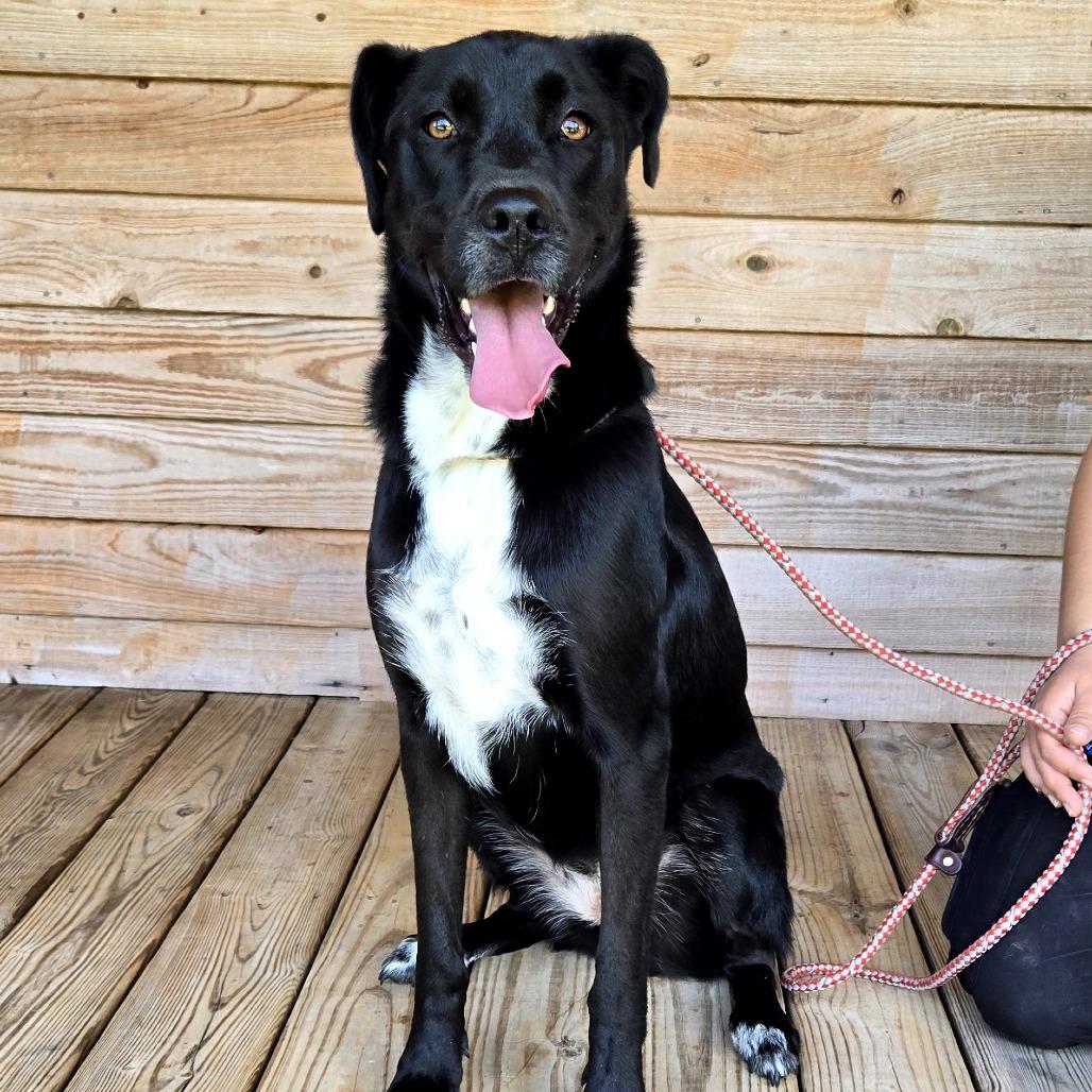 Enlarge Riley, a Adoptable mixed breed in Tylertown, MS image 1/3