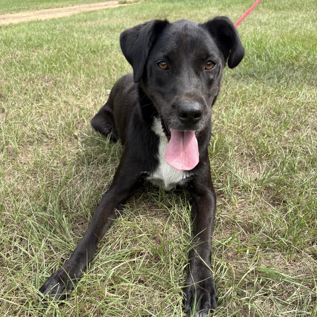 Enlarge Riley, a Adoptable mixed breed in Tylertown, MS image 2/6