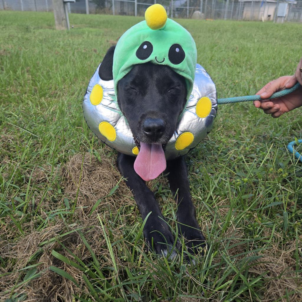 Enlarge Riley, a Adoptable mixed breed in Tylertown, MS image 2/3