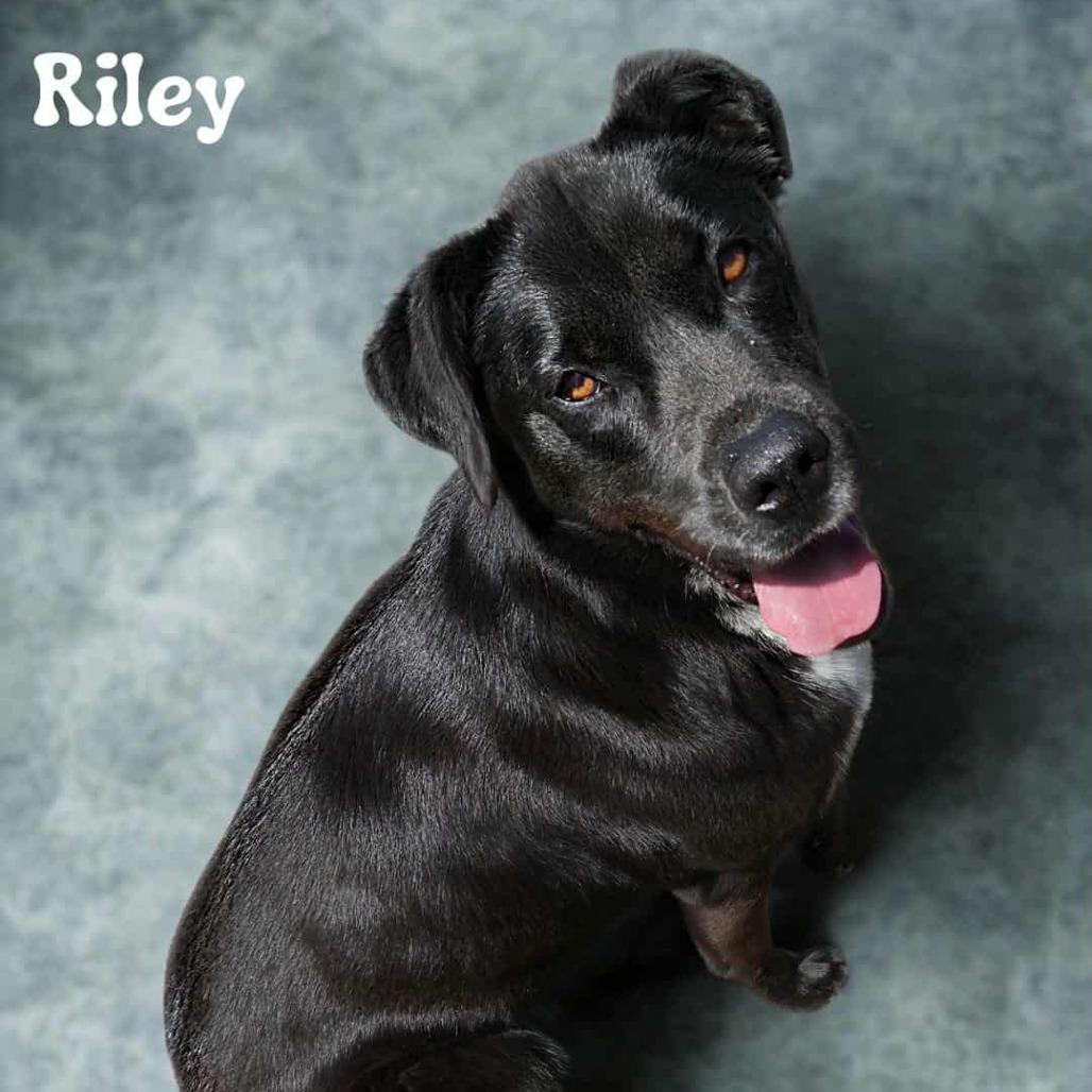 Enlarge Riley, a Adoptable mixed breed in Tylertown, MS image 3/3
